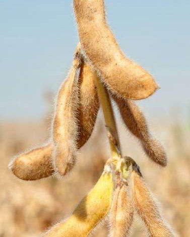 Soybean pods on the plant